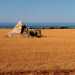 E naturalmente gli onnipresenti trulli, che si stagliano fra lazzurro del mare e loro dei campi